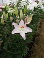 [5343 Oder Mak No02.JPG]